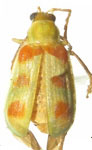 Diabrotica viridula