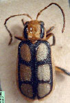  Trichobrotica sexplagiata