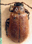  Exora sp. 1