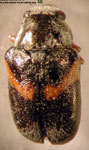 Coscinoptera aff. obliqua