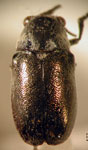 Coscinoptera euryscopoides