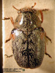 Coscinoptera humeralis