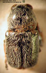Coscinoptera nigerrima