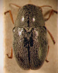  Coscinoptera tibialis