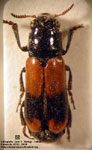 Cylindrodacrys cleroides