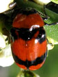 CRYPTOCEPHALINAE