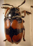  Megalostomis (Scaphigenia) bubalus bubaloides