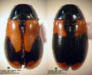 Temnodachrys (Temnodachrys) aeneofasciata
