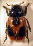  Temnodachrys (Temnodachrys) aphodioides