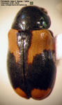 Temnodachrys (Temnodachrys) hybrida