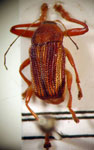   Cryptocephalus sp. 6