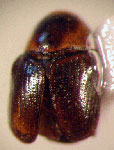  Lexiphanes sp. 24