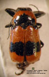 Ambrotodes sp. 5