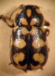  Metallactus albopictus