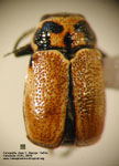 Pachybrachis sp. C 