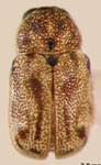  Pachybrachis pallens