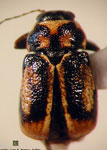 Pachybrachis signatipennis