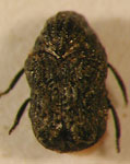  Aulacochlamys costicollis