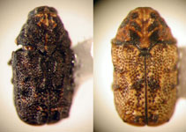  Chlamisus apricarius