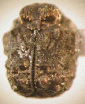 Chlamisus hispidulus llajtamaucanus