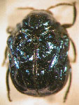  Chlamisus puncticollis puncticollis