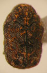  Chlamisus sidae