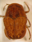  Pseudochlamys seminigra