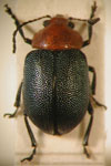  Colaspis porosa