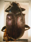  Colaspis sp. 20