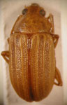   Colaspis sp. 23