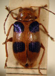  Metaxyonycha sp. 2