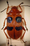  Metaxyonycha tarsata