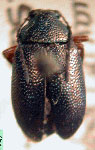  Neocolaspis tarsata acallosa