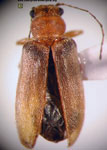  Psathyrocerus fulvipes ruficollis