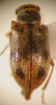  Psathyrocerus variegatus variegatus
