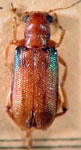  Megascelis satrapa