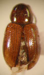  Paria sp. 7