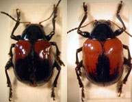  Typophorus sp. 2 