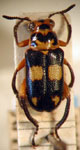  Agathomerus (Mesagathomerus) quadrimaculatus