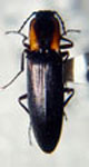  Eanus philippi