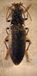  Margaiiostus magellanicus