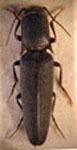  Somomecus parallelus