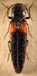  Anaspasis germaini