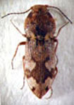  Agrypnella squamifer