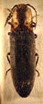  Dilobitarsus vitticollis