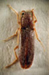  Coptostethus sp. 3