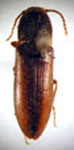  Agriotes australis