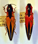  Semiotus angulatus