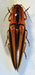  Semiotus serraticornis