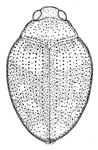 Haliplus nanus